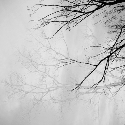 black-and-white-branches-tree-vintage-Favim.com-358725