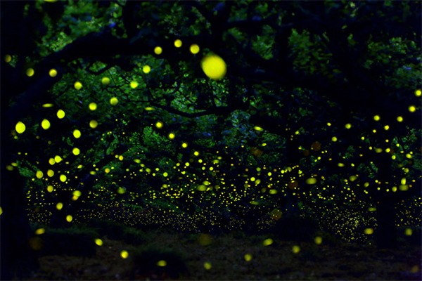 1371087908.jpg Fireflies