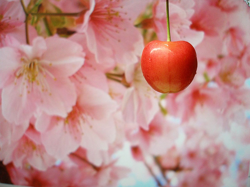 Blossom and Fruit Together